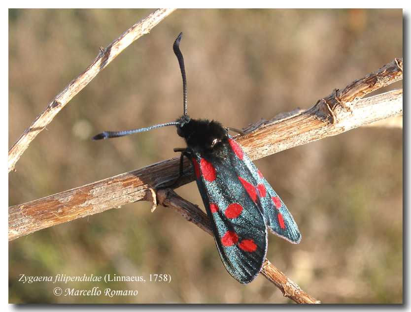 Prime schiusure di Zigene: Zygaena filipendulae